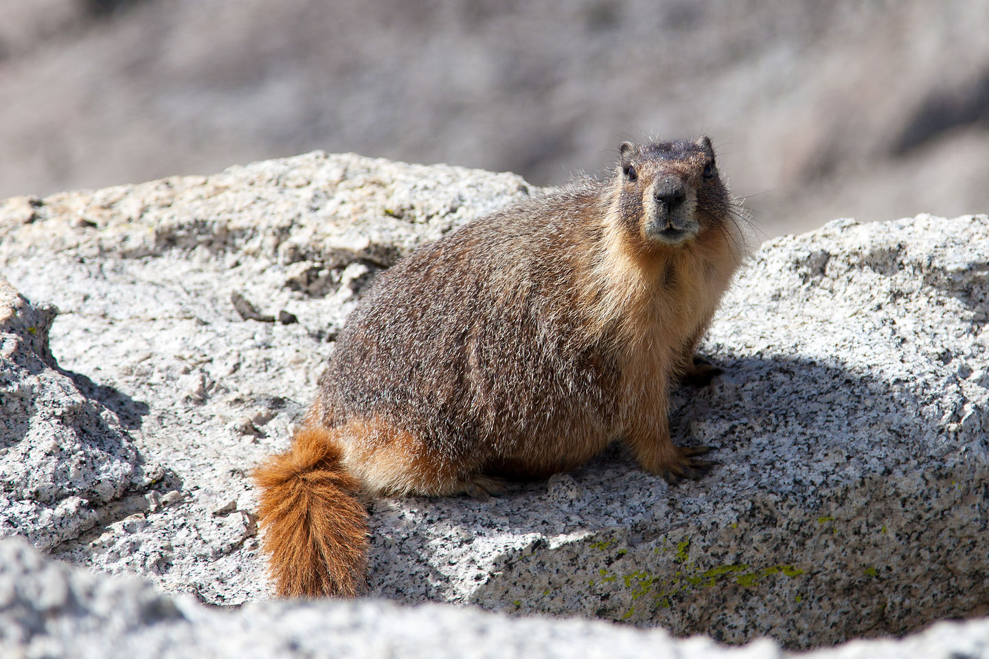 Mount Hoffman Marmot Mount Hoffman Marmot