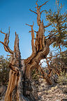 Bristlecone Pine Tree