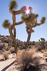 Two Joshua Trees