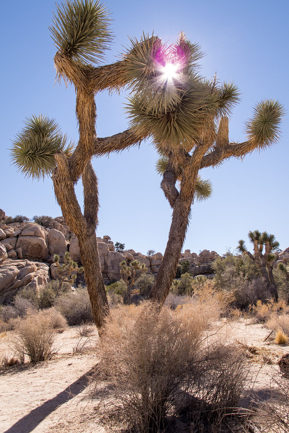 Two Joshua Trees