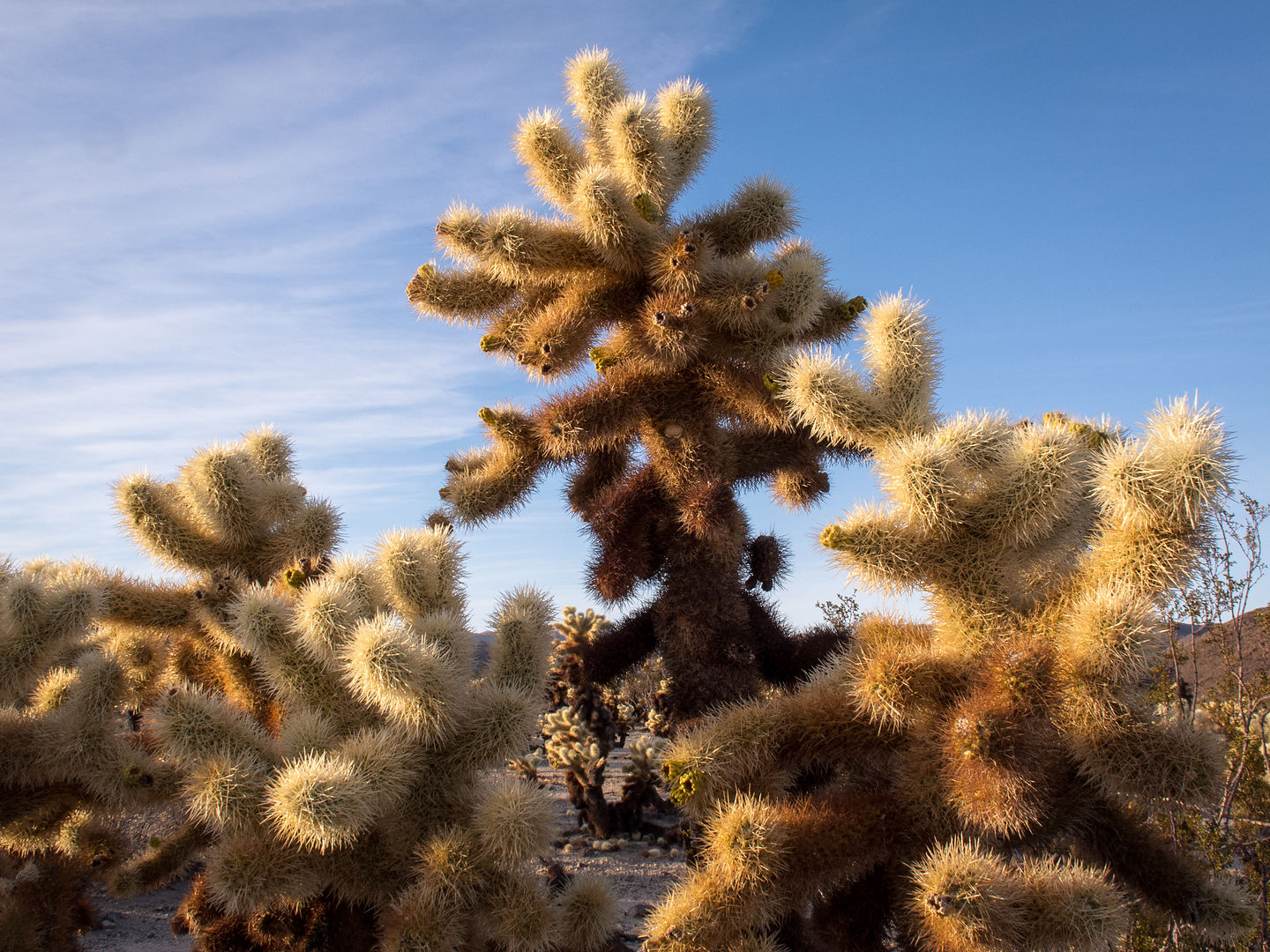 Cholla Cactus at Dusk Cholla Cactus at Dusk