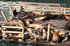 Fisherman's Wharf Sea Lions