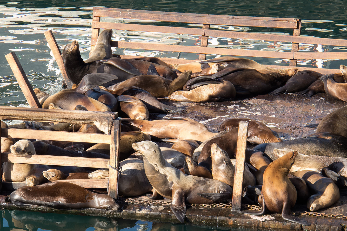 Fisherman's Wharf Sea Lions Fisherman's Wharf Sea Lions