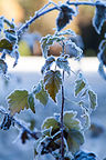 Yosemite Valley Frost