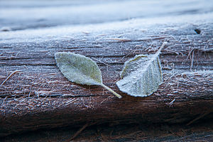 Frosty Leaves on Log