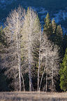 Yosemite Birch Trees