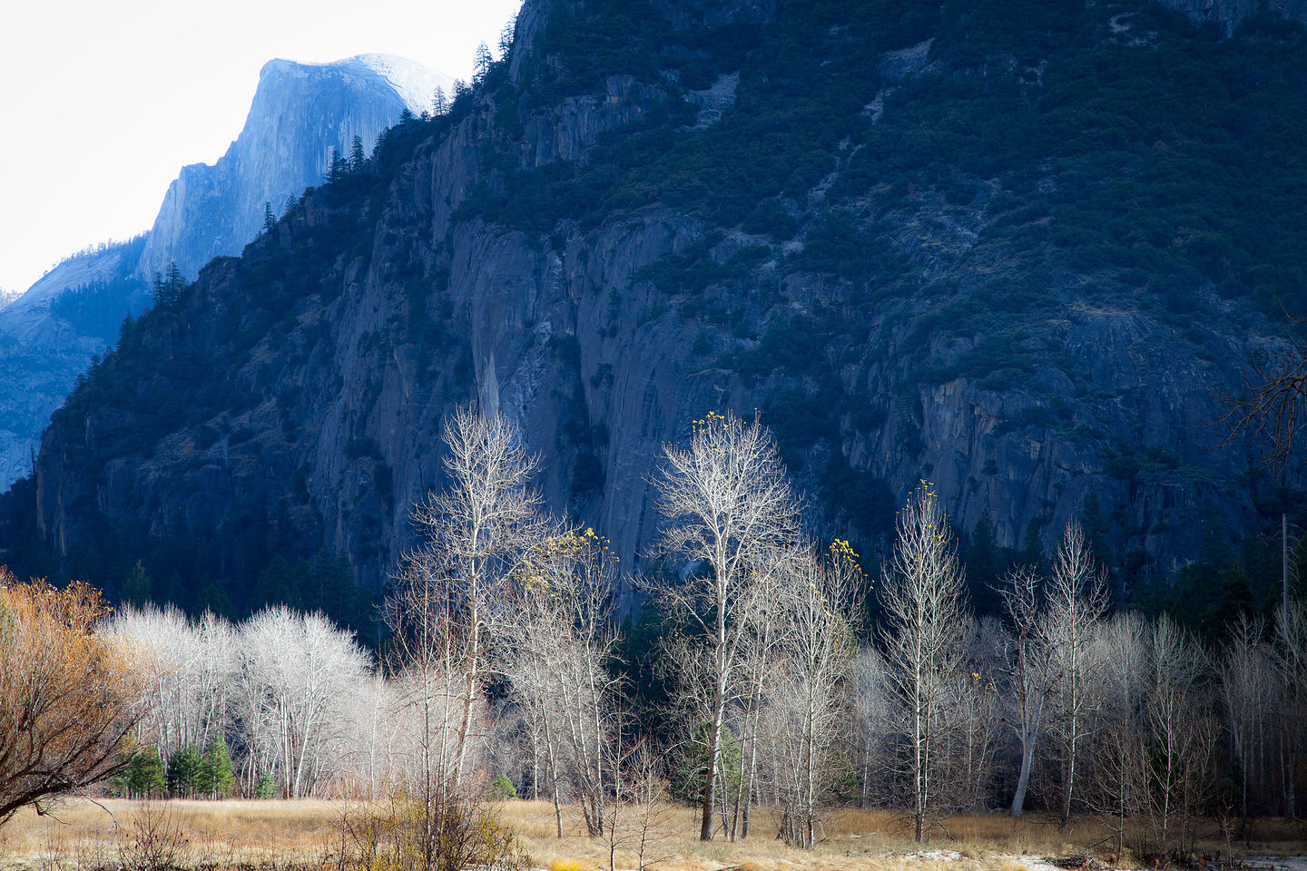 November Birches with Half Dome November Birches with Half Dome