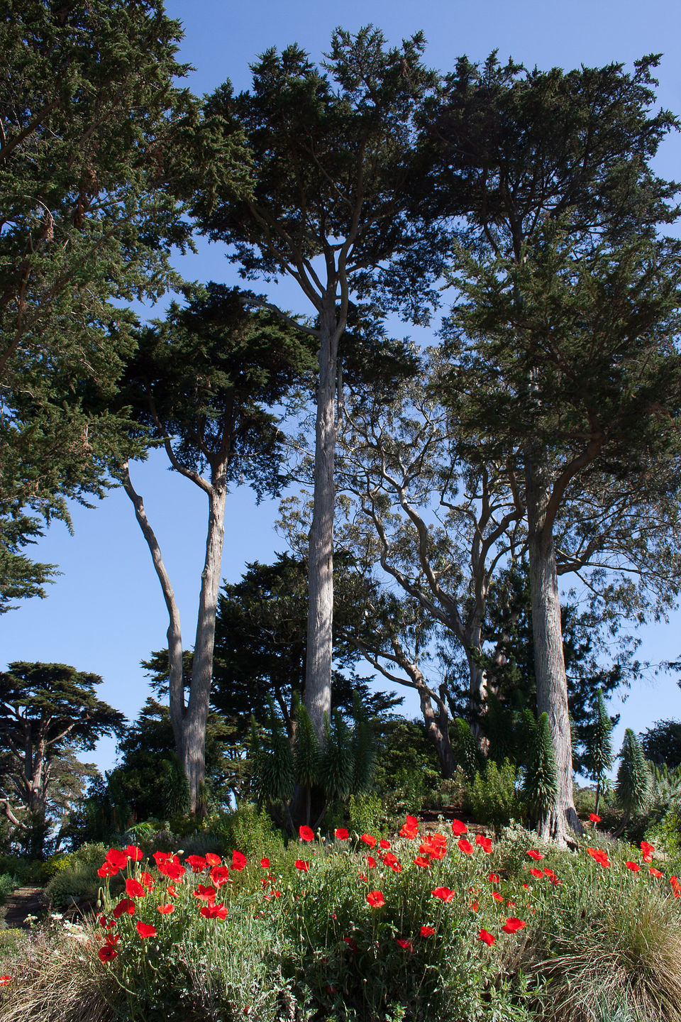 San Francisco Botanical Gardens San Francisco Botanical Gardens