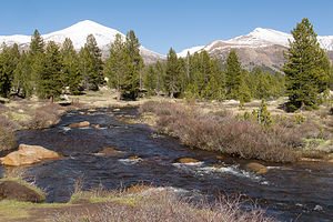 Tuolumne River and Meadow
