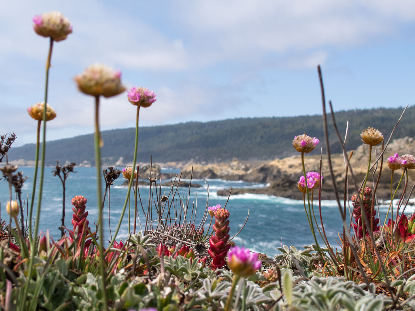Salt Point State Park Coastline Wildflowers Salt Point State Park Coastline Wildflowers