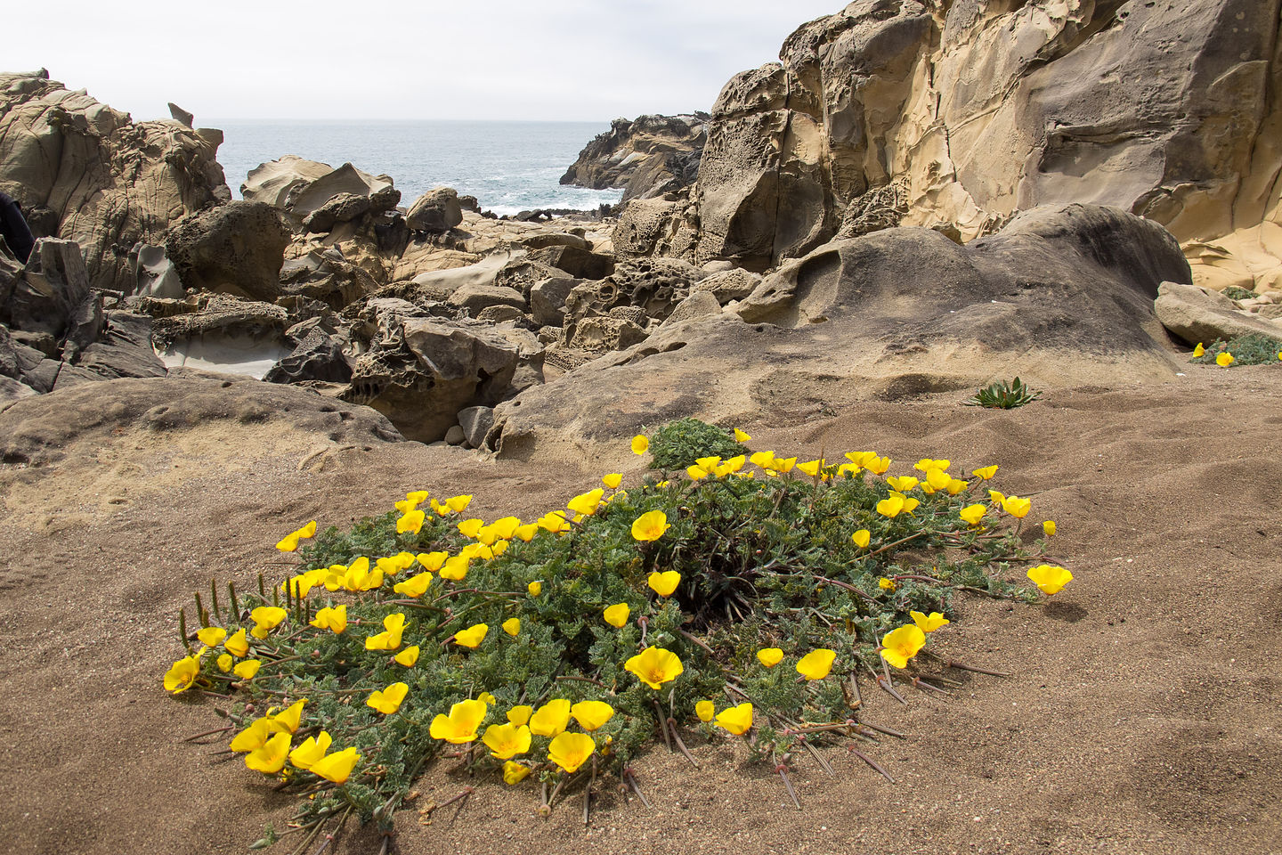 Salt Point State Park Coastline Wildflowers