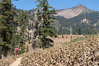 Lolo Hiking among brown woolly mules ear wildflowers