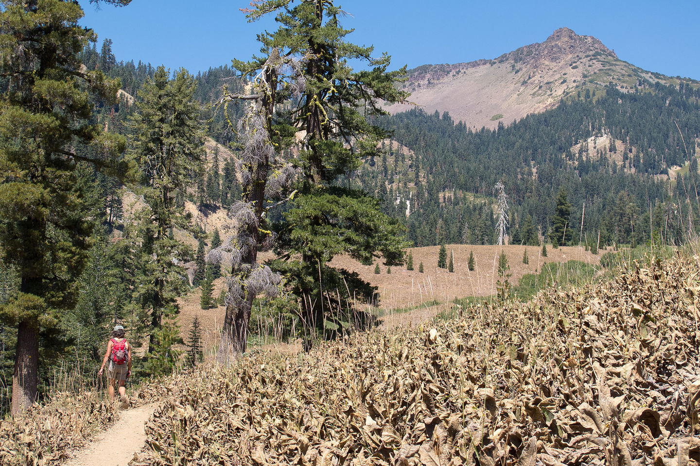 Lolo Hiking among brown woolly mules ear wildflowers Lolo Hiking among brown woolly mules ear wildflowers