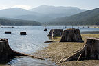 Lake Siskiyou Northern Shore