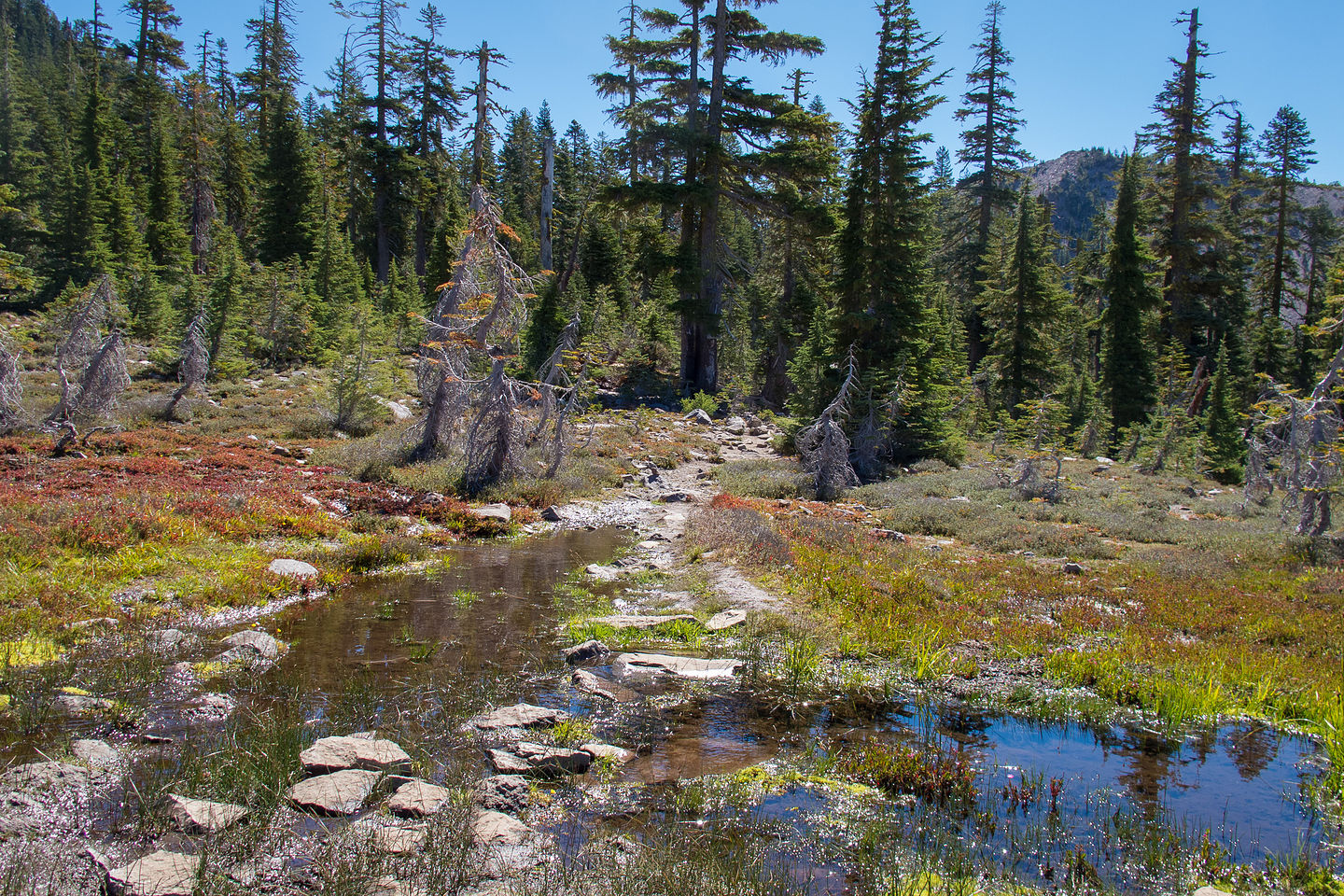 Panther Meadow Panther Meadow