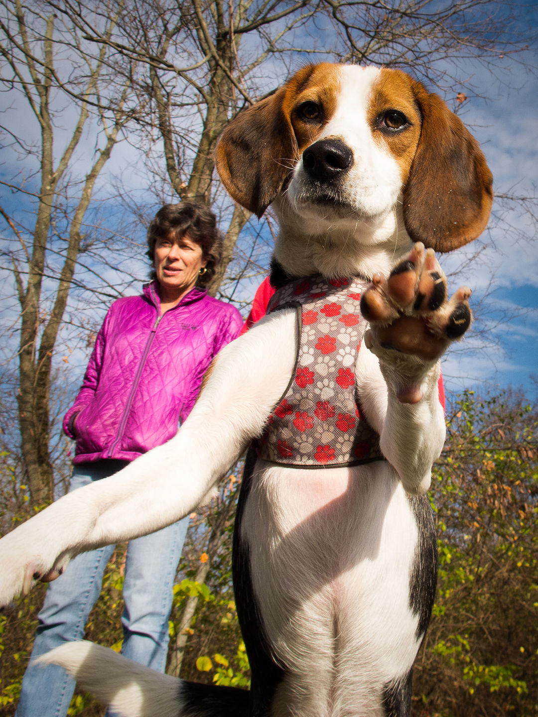 Charlie the Faux "Pocket Beagle"