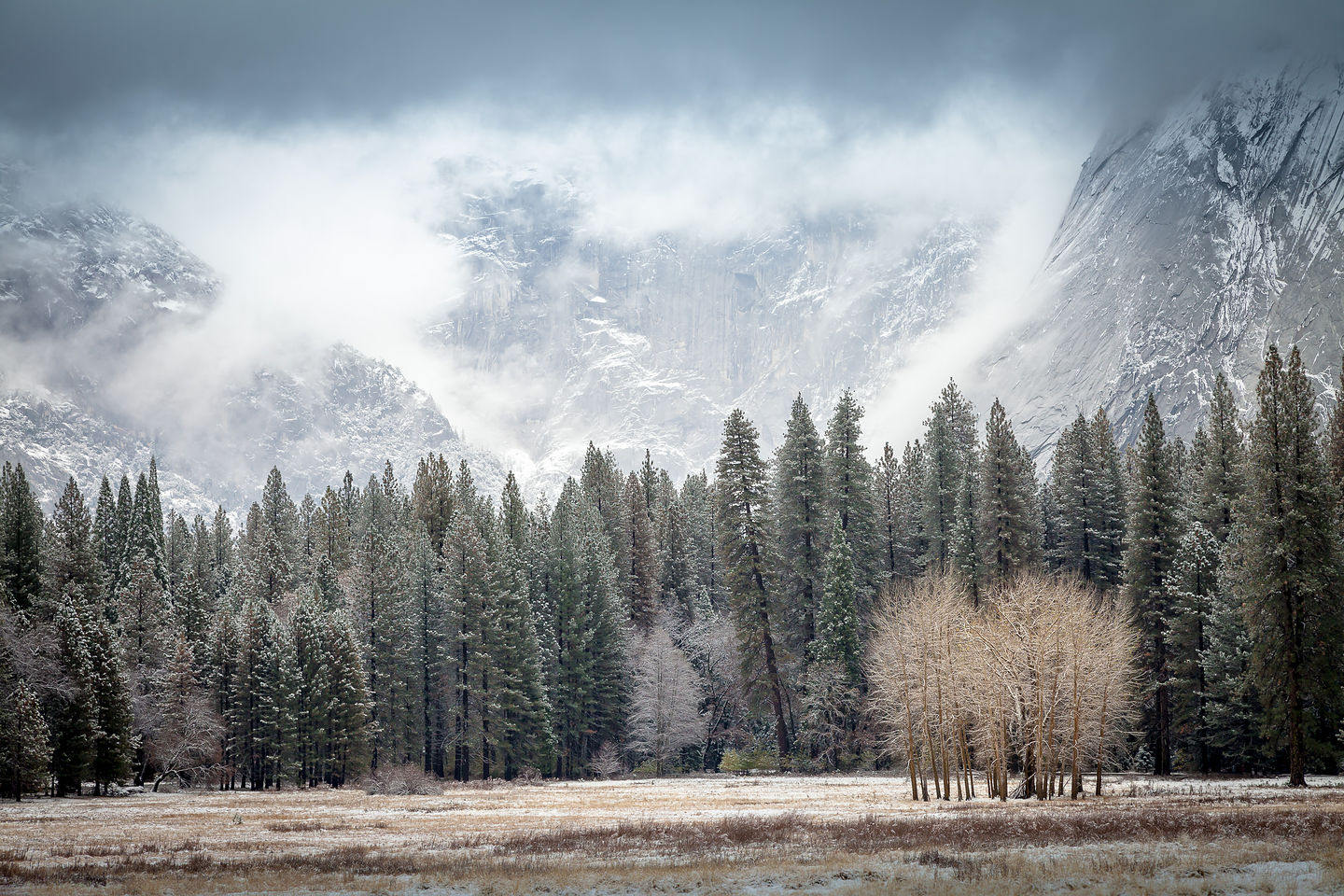 Snowy Meadow