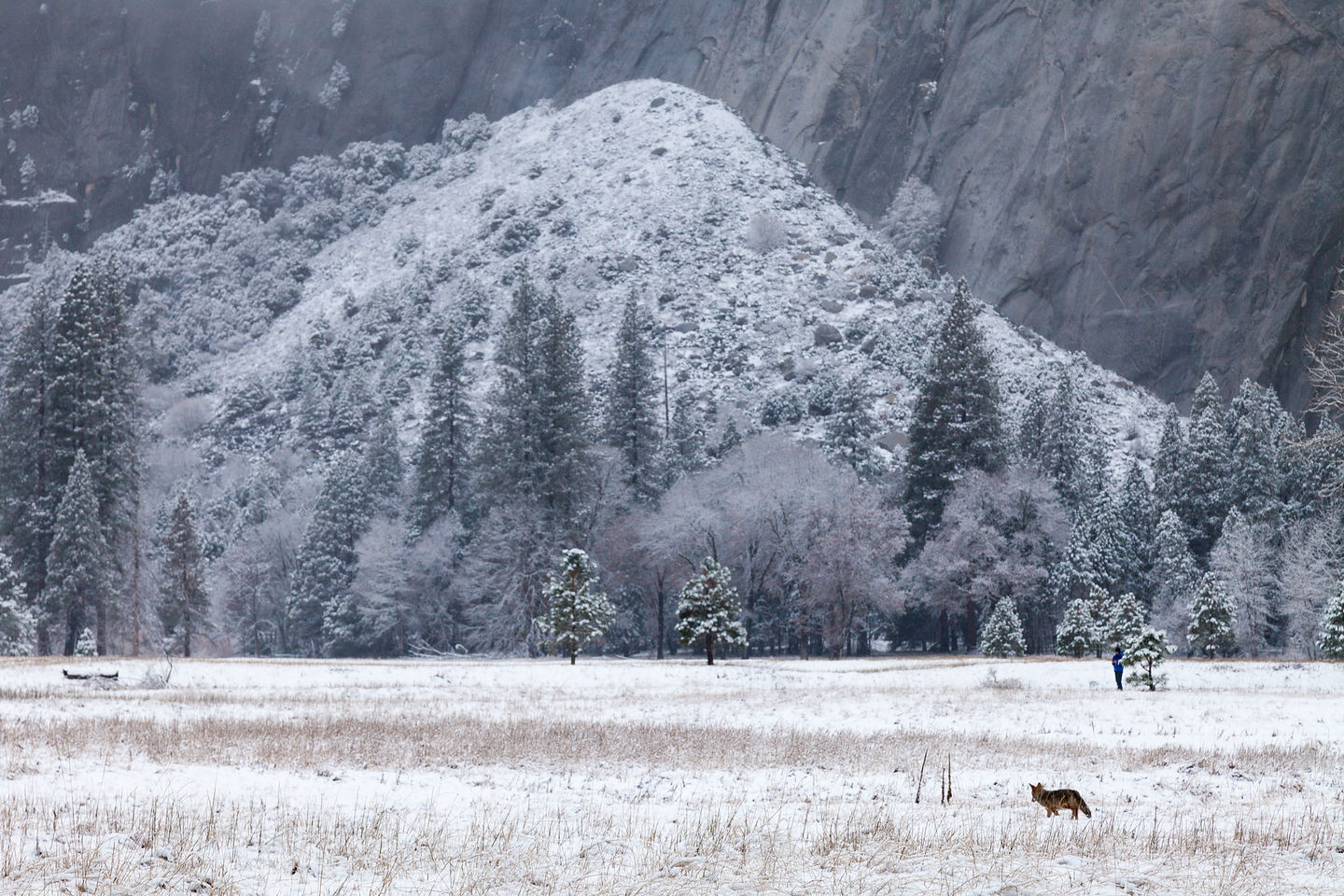 Lonely Fox seeking Lonely Snowman Lonely Fox seeking Lonely Snowman