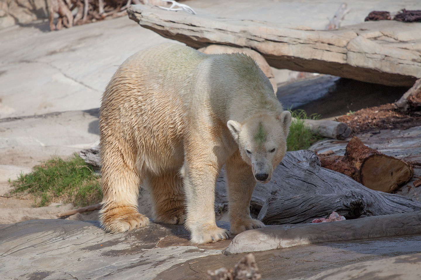 Polar Bear Polar Bear