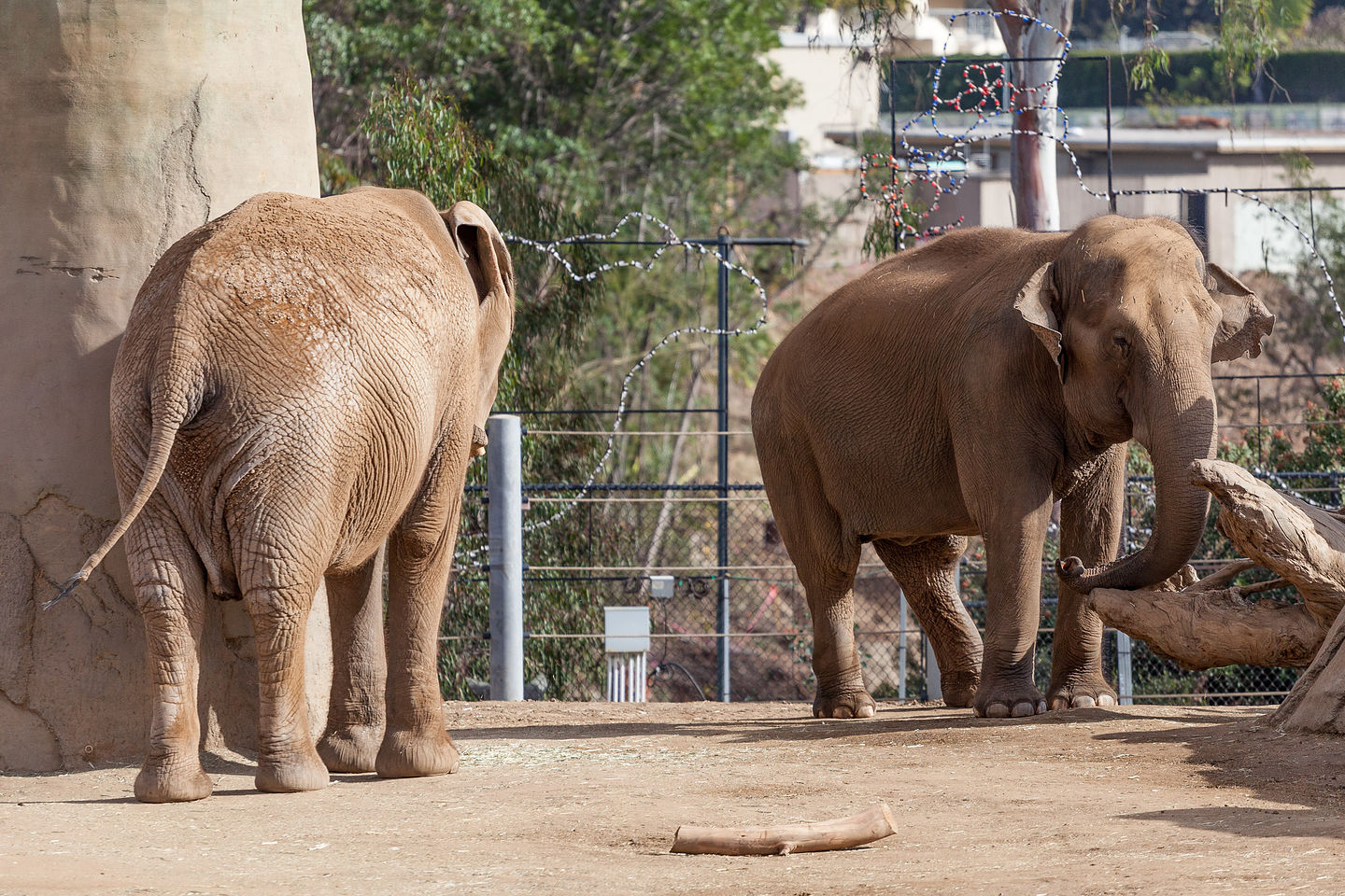 Elephants Elephants