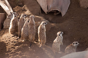 Meerkats on Guard