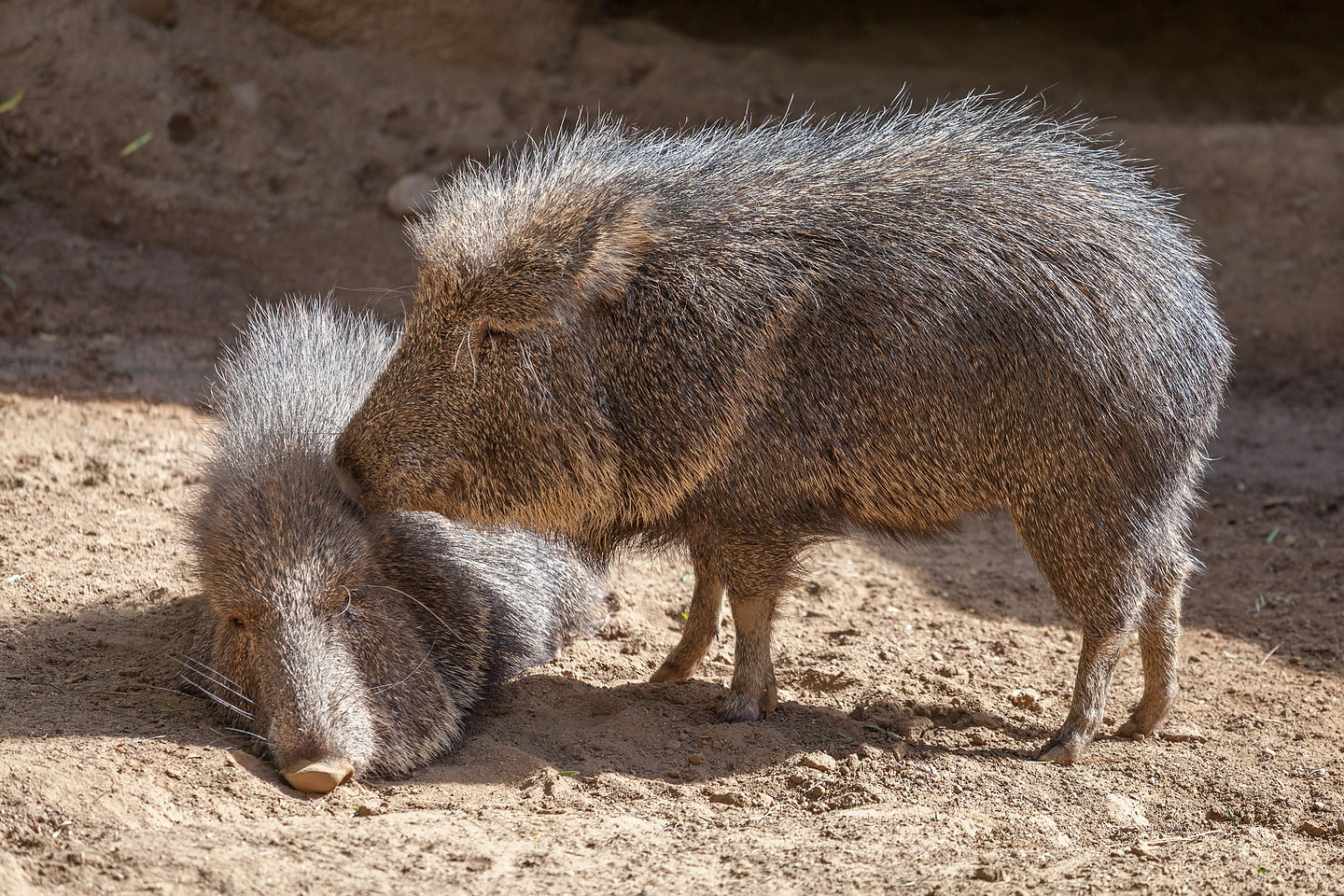 Peccaries being affectionate Peccaries being affectionate