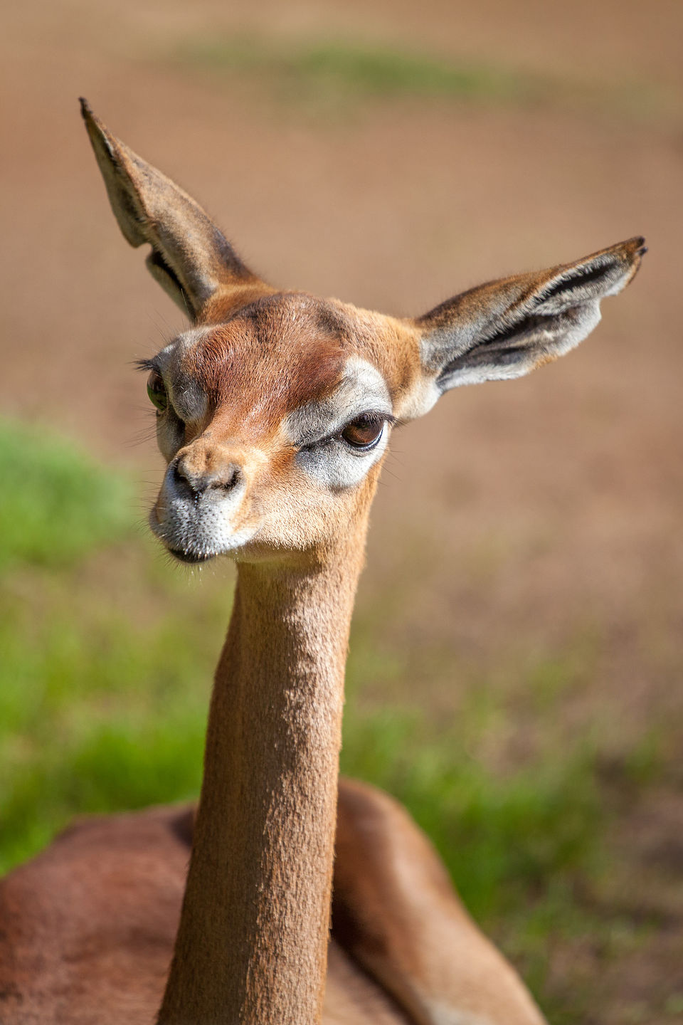 Guanaco Guanaco