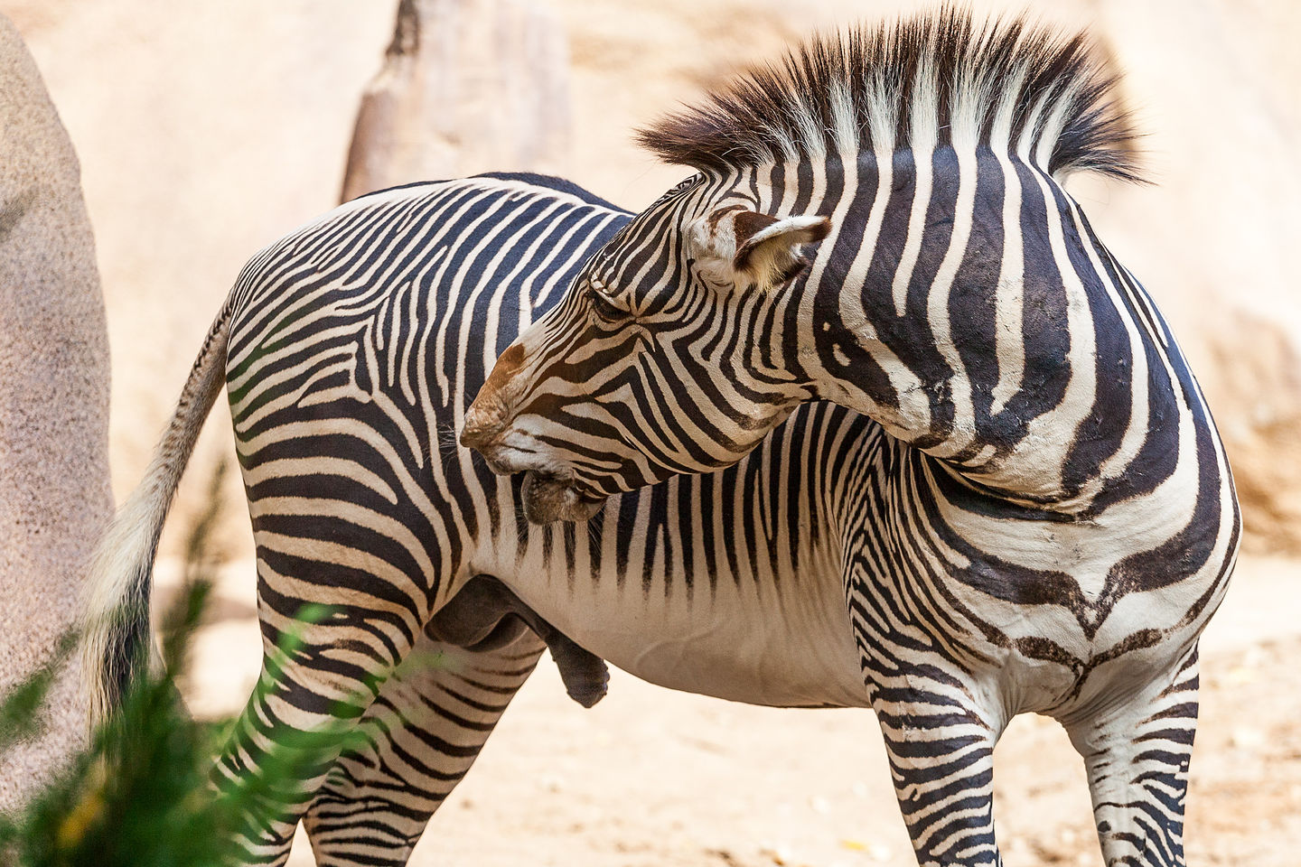 Zebra Zebra