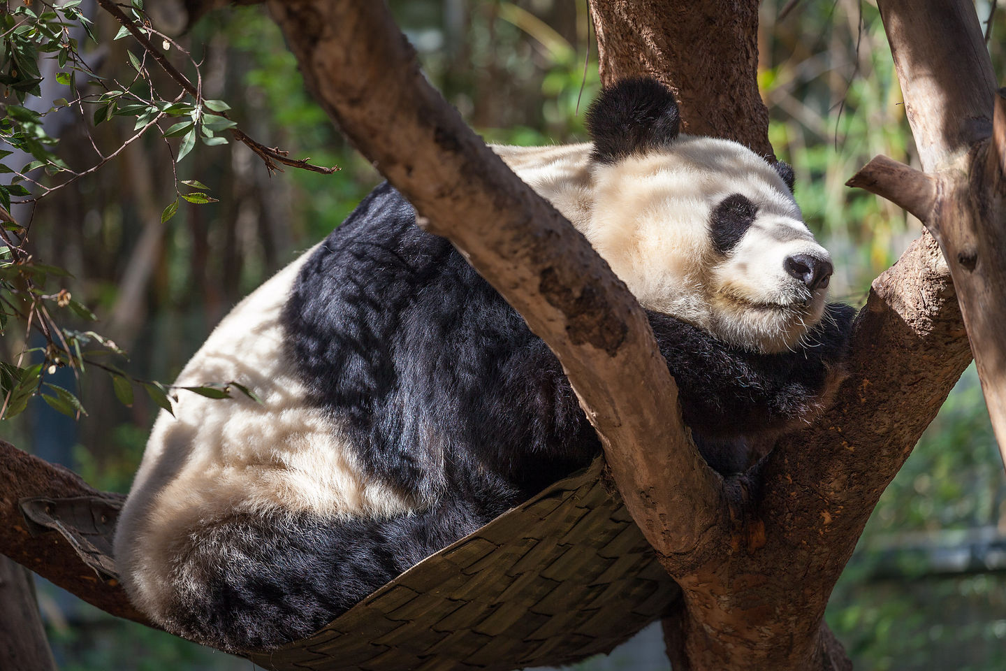 Giant Panda Giant Panda