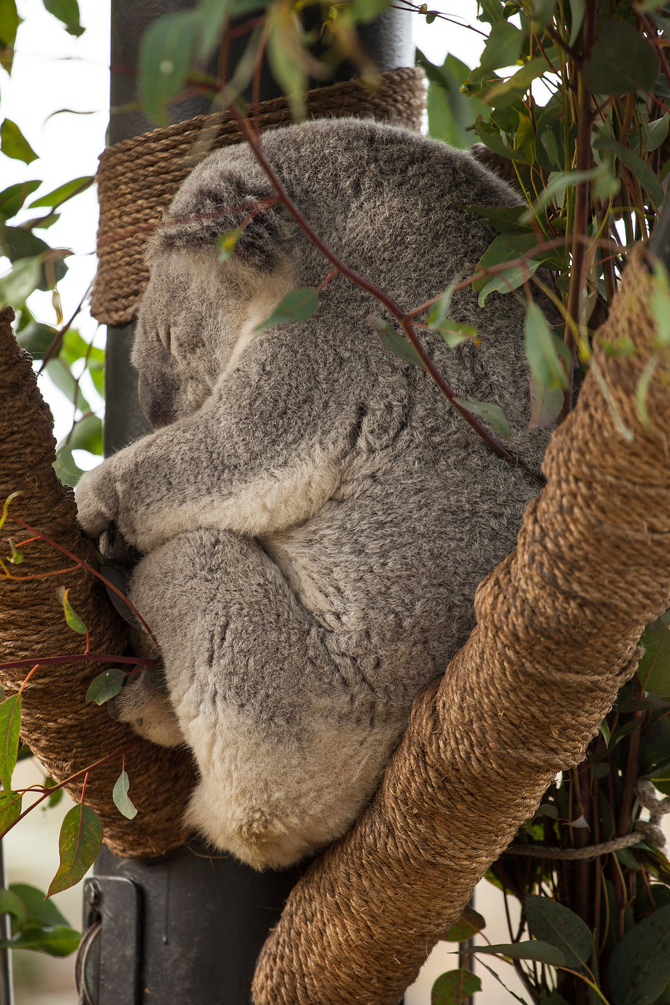 Koala Bear Koala Bear