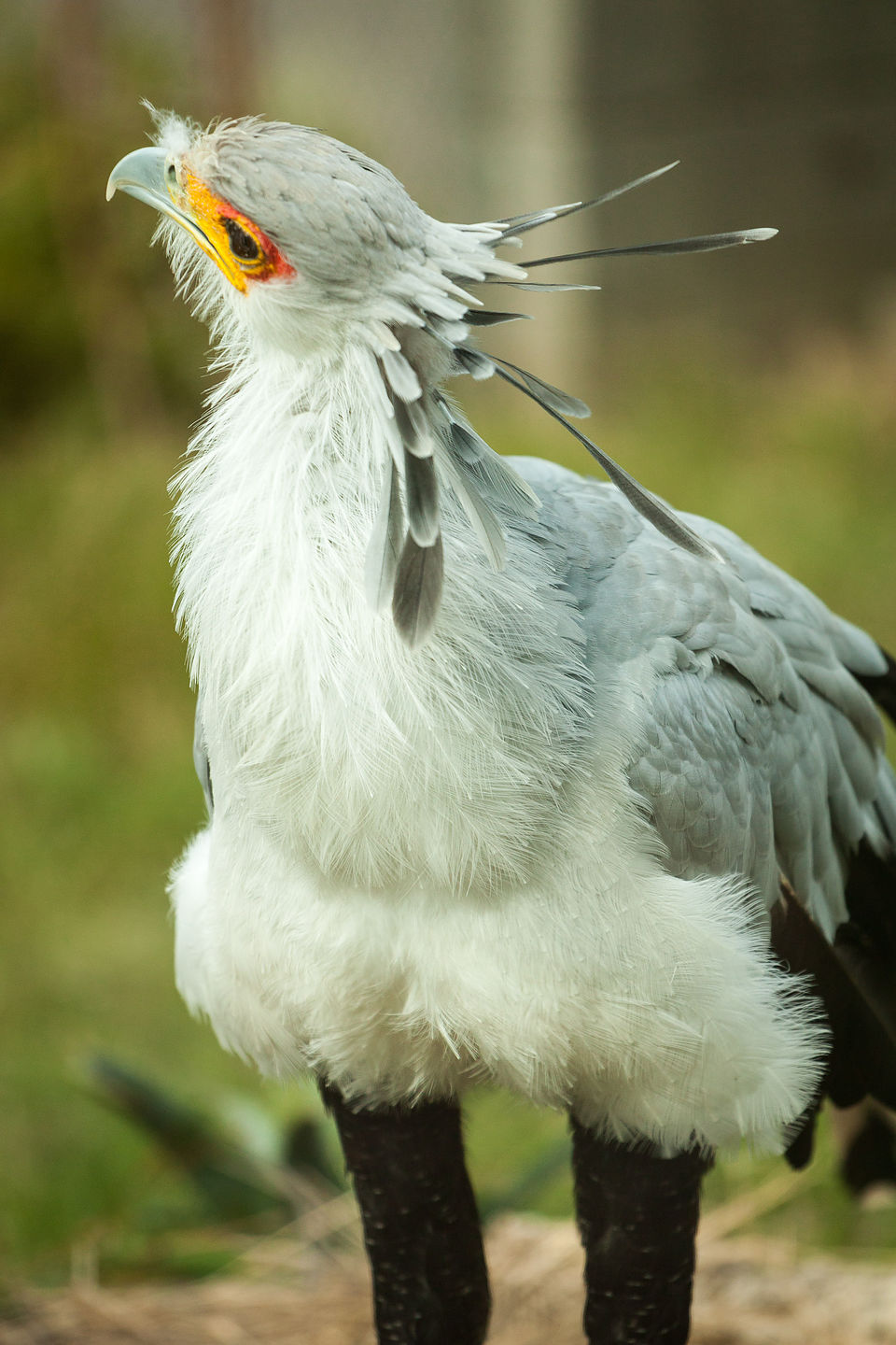 Secretary Bird Secretary Bird