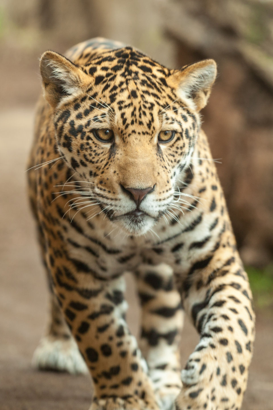 Leopard Leopard