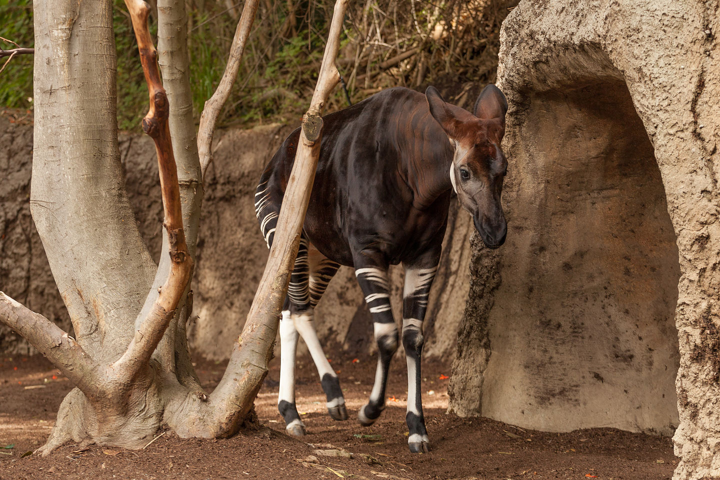 Okapi Okapi
