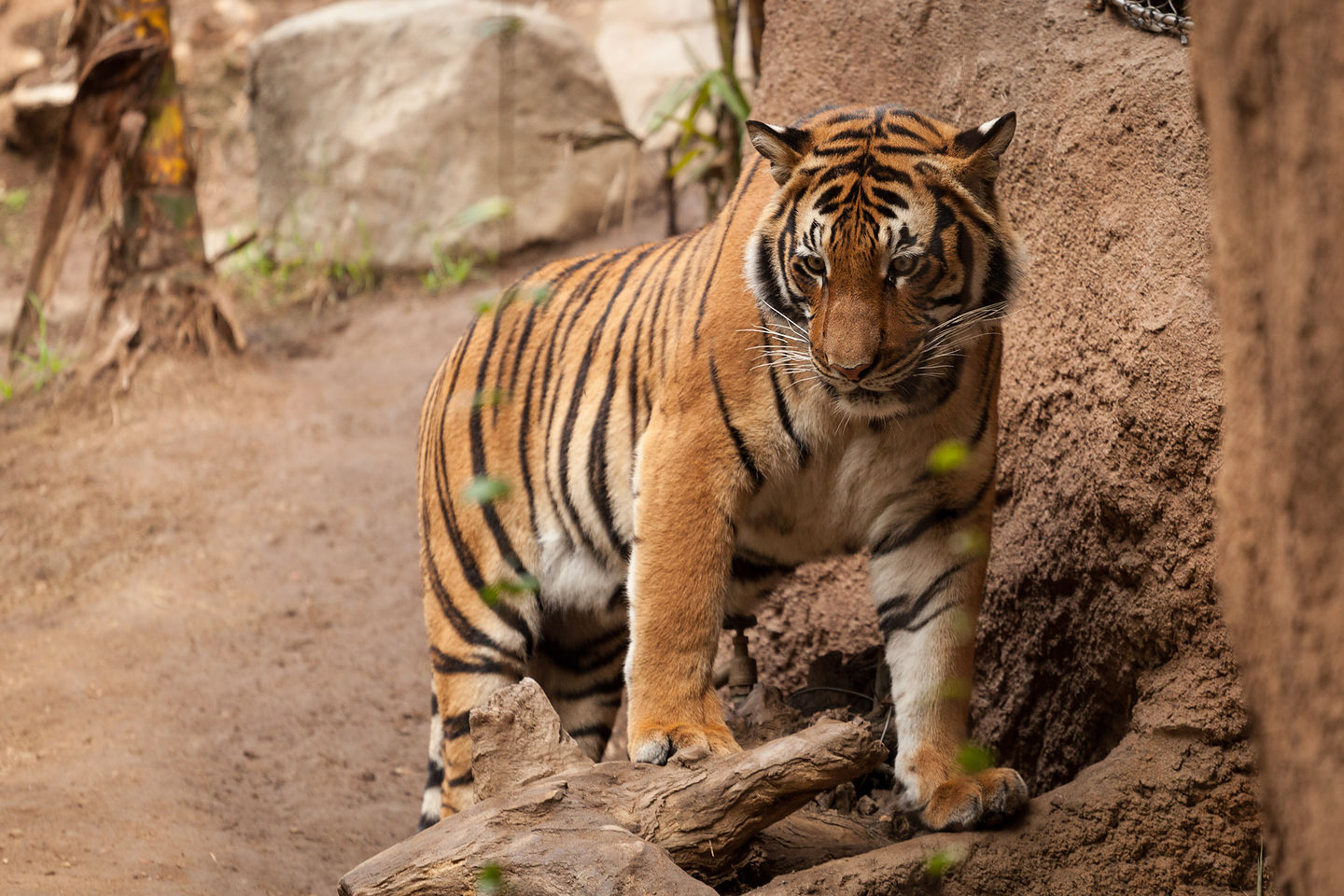 Tiger Tiger