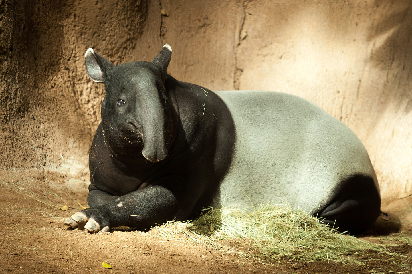 Malay Tapir Malay Tapir