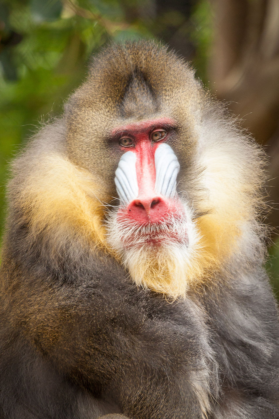 Mandrill Mandrill