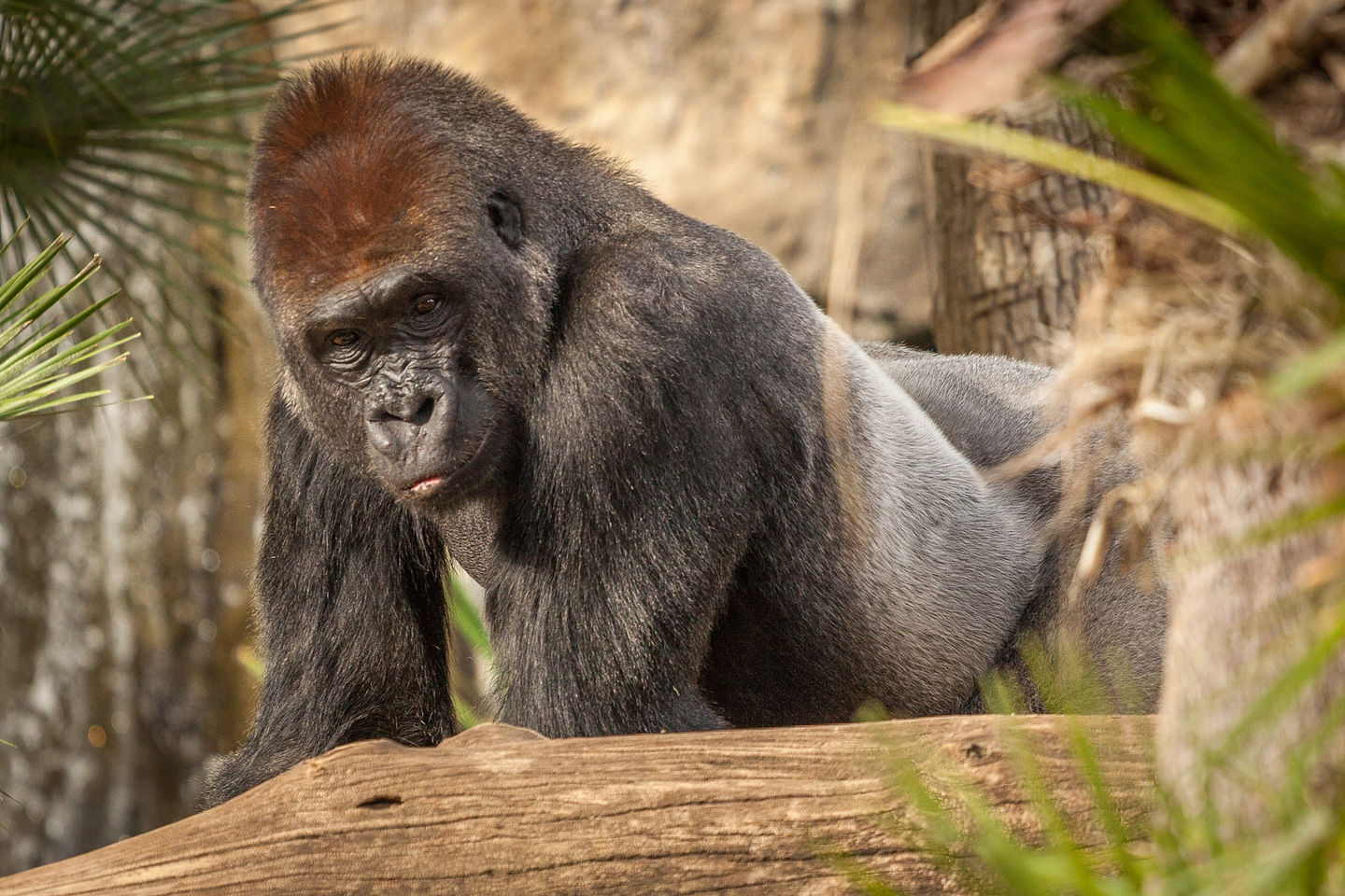 Gorilla Gorilla