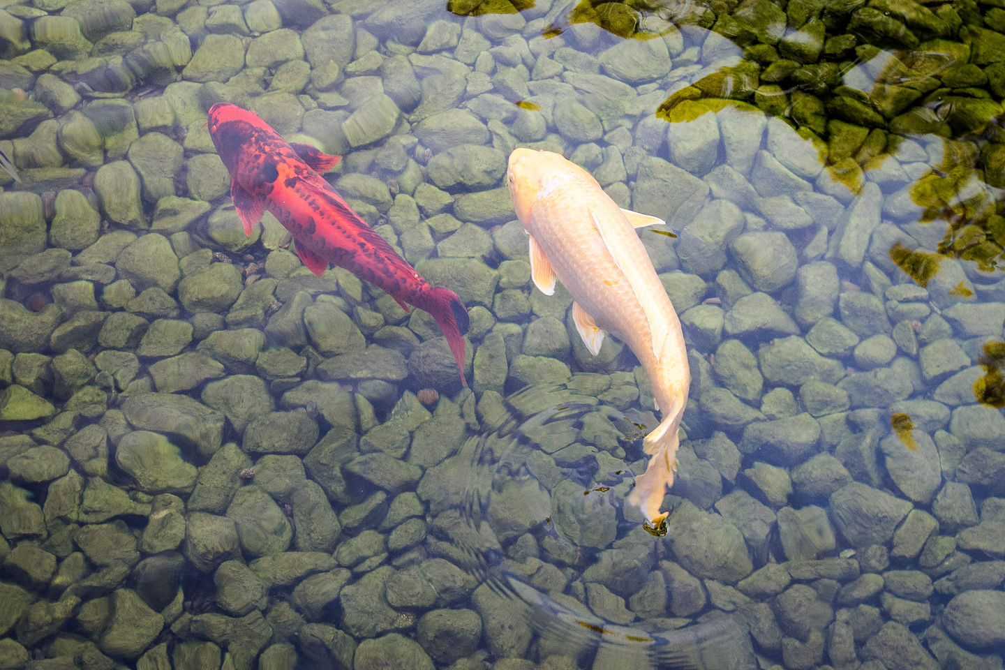 Koi in Japanese Friendship Garden