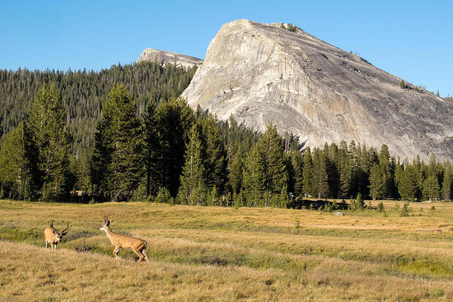 Deer frolicking in the meadow