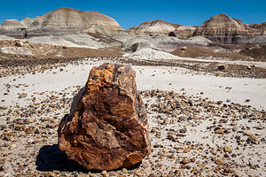 Petrified log imitating a rock