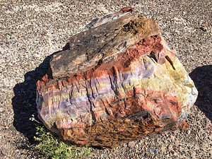 Vibrant colors of a petrified log