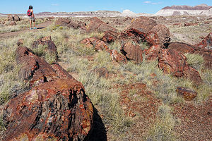 Long Logs Trail