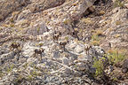 Desert Bighorn Sheep in Indian Canyon Cove