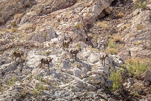 Desert Bighorn Sheep in Indian Canyon Cove