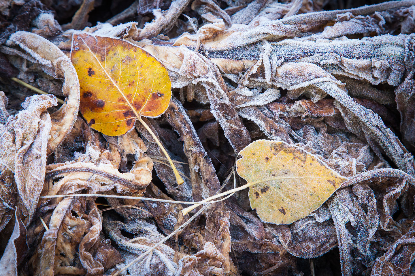 Frosty Leaves