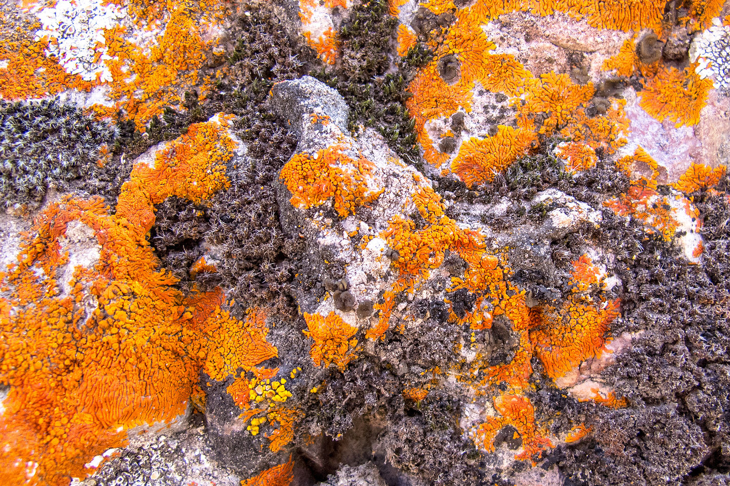 Orange Lichen Orange Lichen