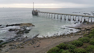 Seals on Carpinteria Beach