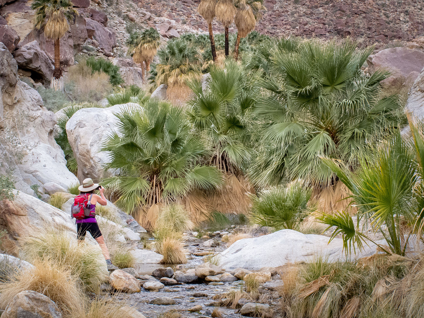 Sneaking up on Borrego Palms Sneaking up on Borrego Palms