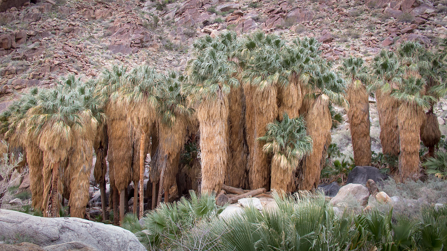 Borrego Palms Oasis Borrego Palms Oasis