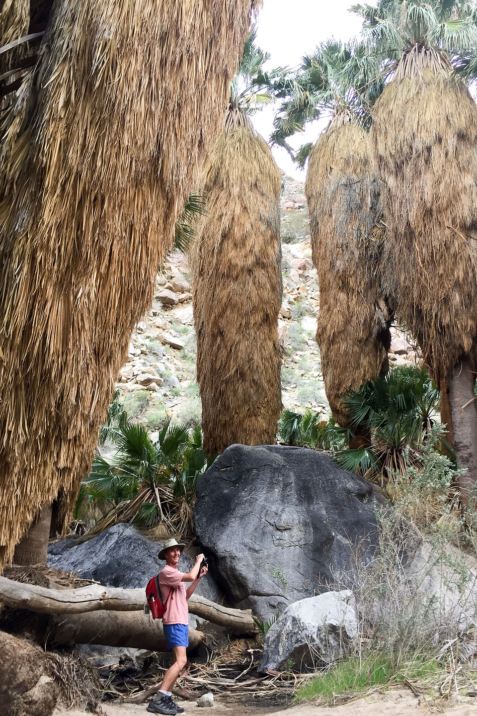 Little Herb among the Palms Little Herb among the Palms
